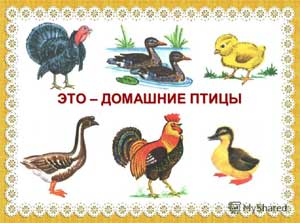 Конспект занятия по развитию речи и ознакомлению с окружающим на тему «Домашние птицы»