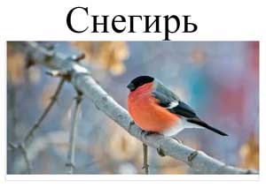 Конспект занятия по познанию во второй младшей группе «Птицы зимой»