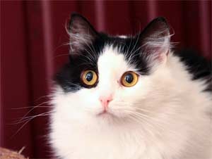 О котейках... Автор: Надежда Беседина