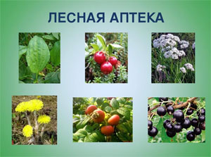 Сценарий вечера досуга для ясельной группы «Лесная аптека»